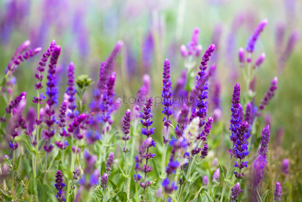 Similar – Salvia Flower Environment