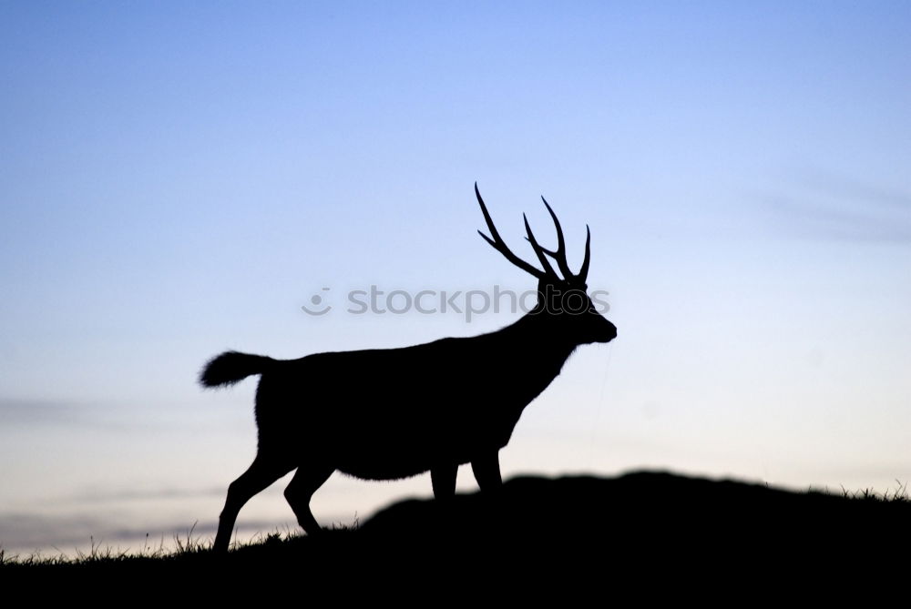 Similar – Image, Stock Photo stonebuck Capricorn Clouds