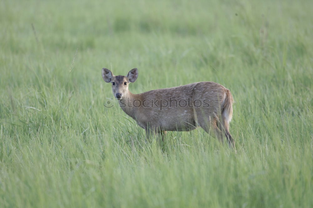 Similar – Image, Stock Photo camo rabbit Nature