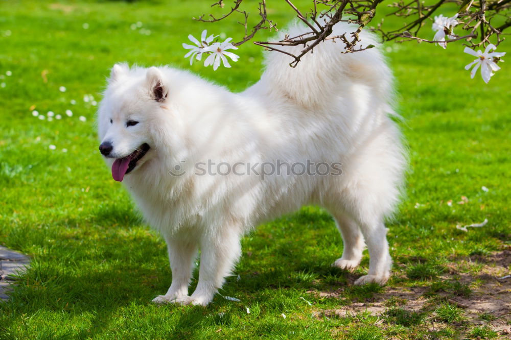 Similar – A beautiful white samoyed running through wildflowers