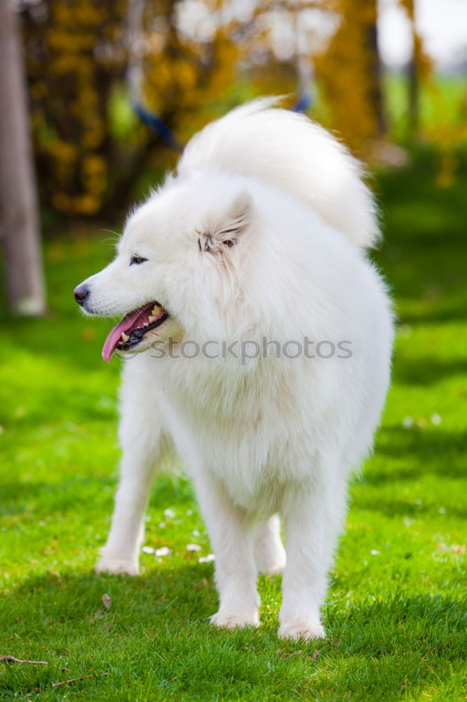 Similar – A beautiful white samoyed running through wildflowers