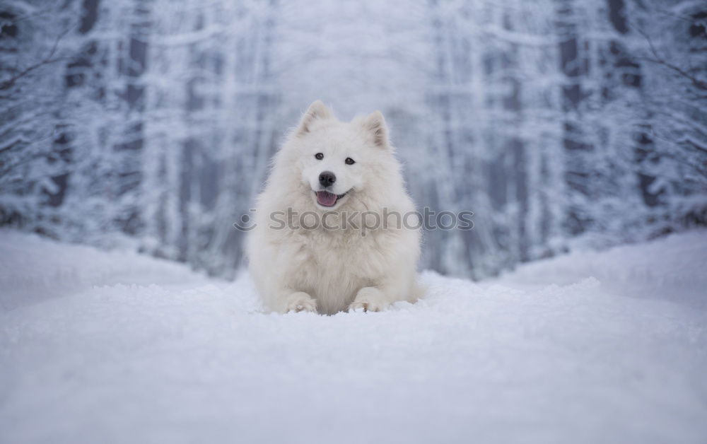 Similar – Image, Stock Photo barnie Winter