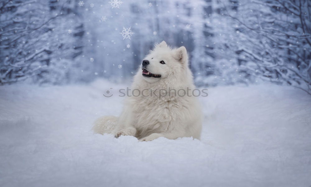 Similar – Image, Stock Photo city dog Deserted