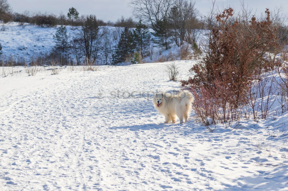 Foto Bild lonesome fighter Hund