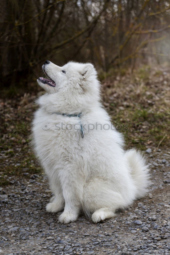 Similar – Foto Bild s’mädi schläft scho Hund