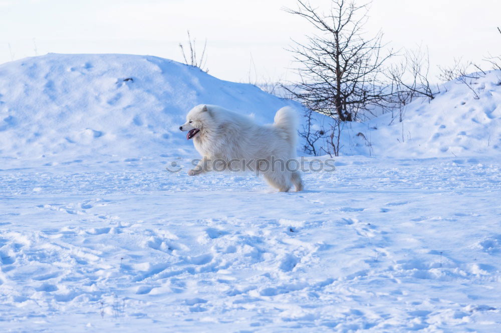 Similar – Image, Stock Photo OLD WINTER PICTURE