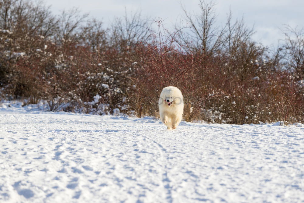 Similar – Foto Bild lonesome fighter Hund