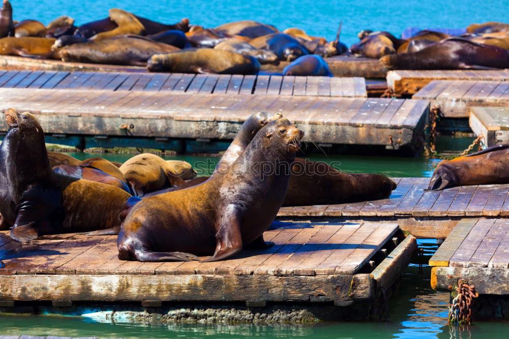 Similar – pier 39 Jetty Ocean