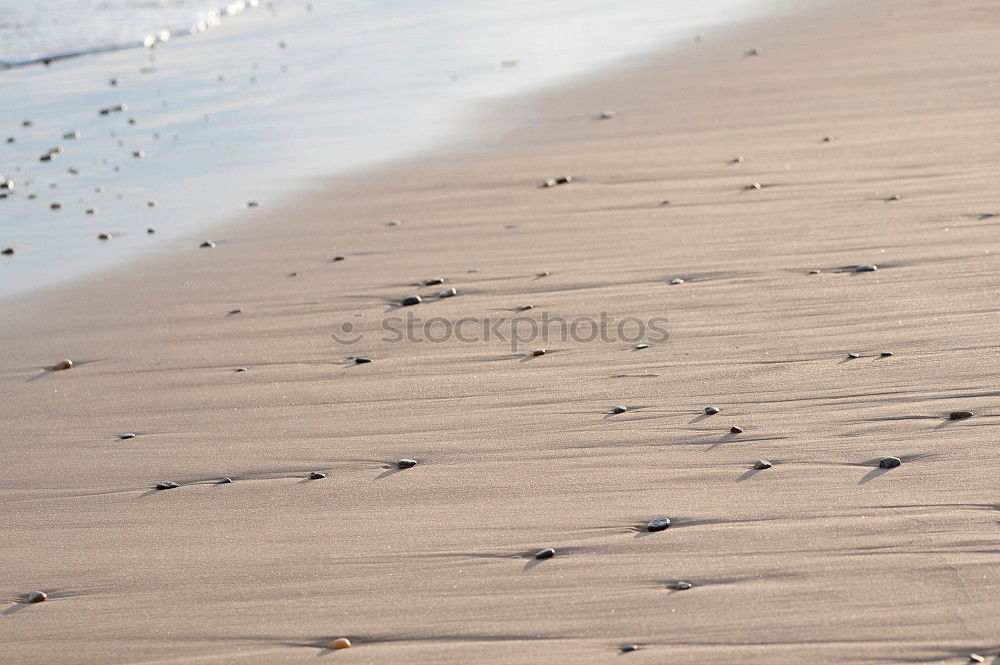 Similar – Image, Stock Photo Risk Seagull Attack