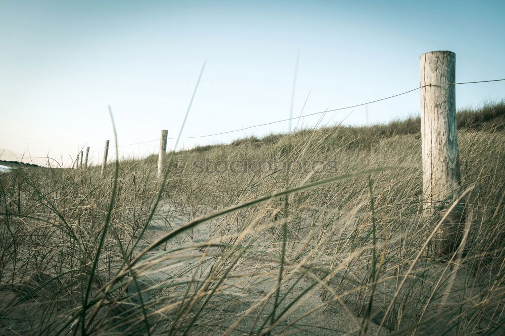 Similar – Woman sitting with dog in the dunes on the North Sea coast