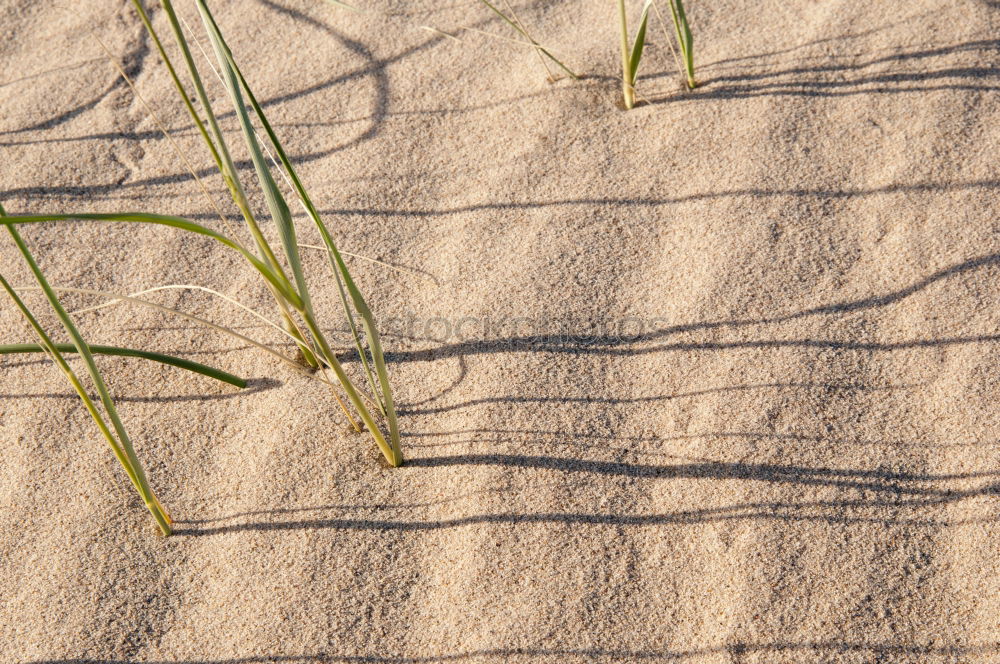 Similar – Image, Stock Photo run sand Blade of grass