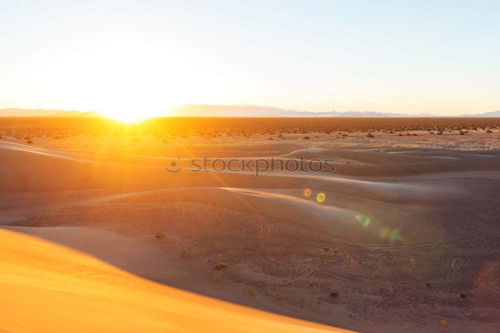 Similar – Dead Vlei Desert Tree