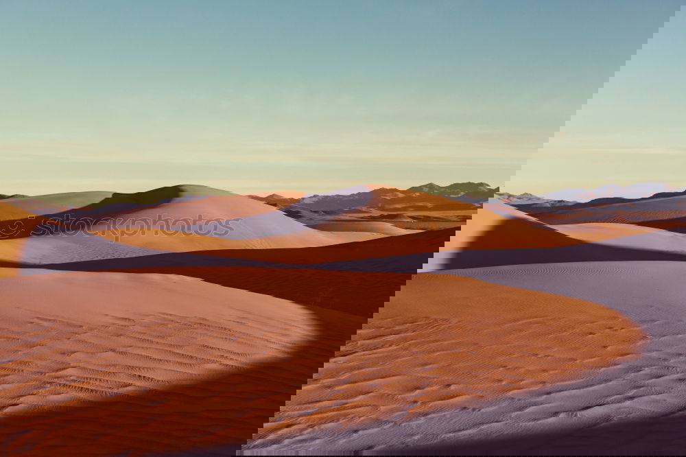 Image, Stock Photo bear cactus Art