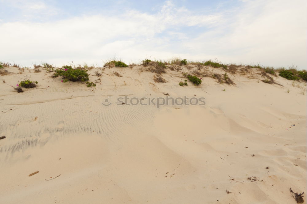 Similar – Image, Stock Photo Miami Dreams Sunshade