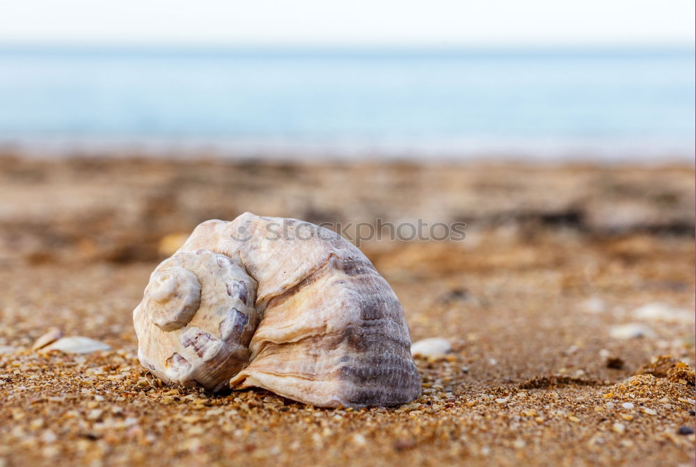 Similar – Image, Stock Photo Macro shot of shell at sand beach