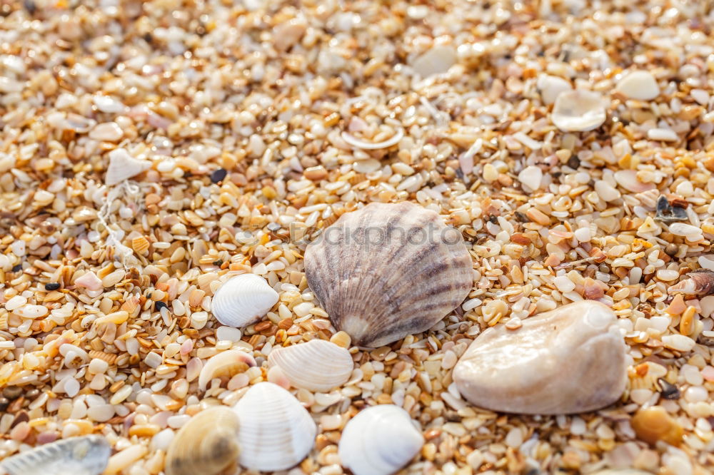 Similar – Foto Bild Muscheln im Glas. Natur