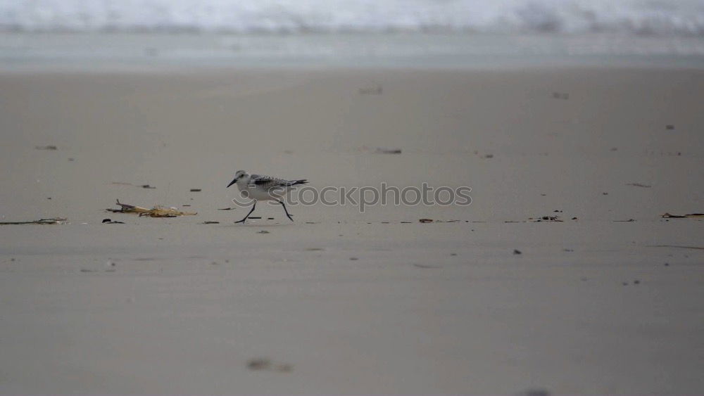 Similar – Image, Stock Photo Risk Seagull Attack