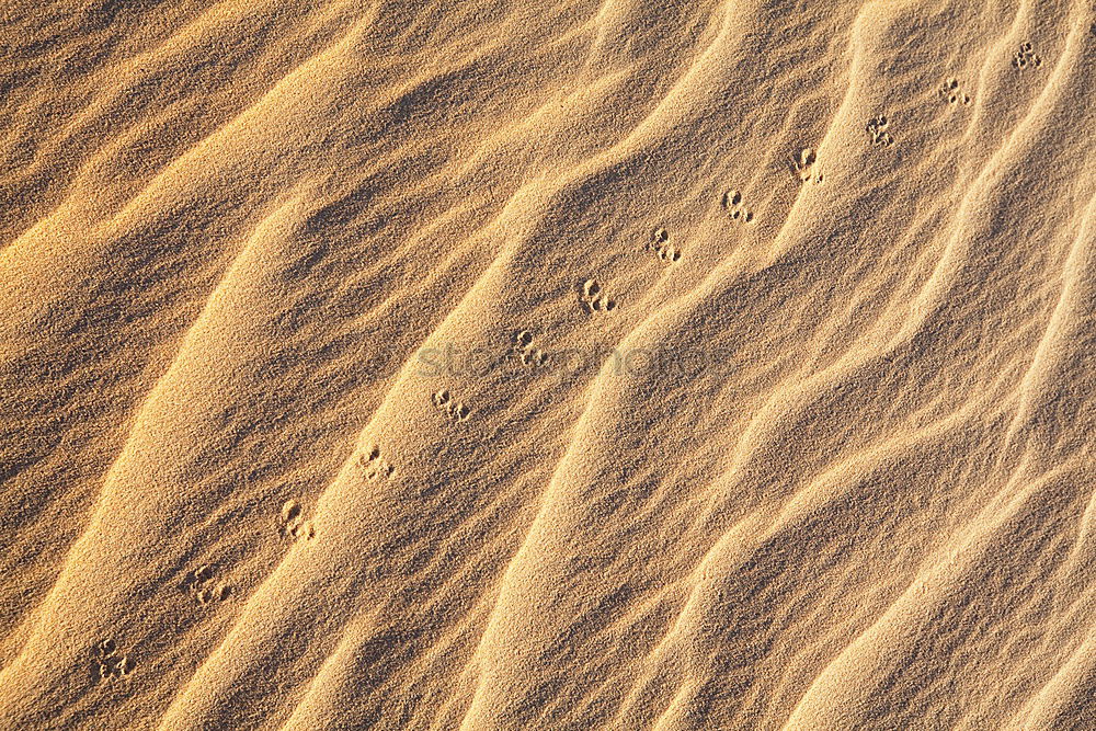 Similar – Tracks on the beach in Portugal