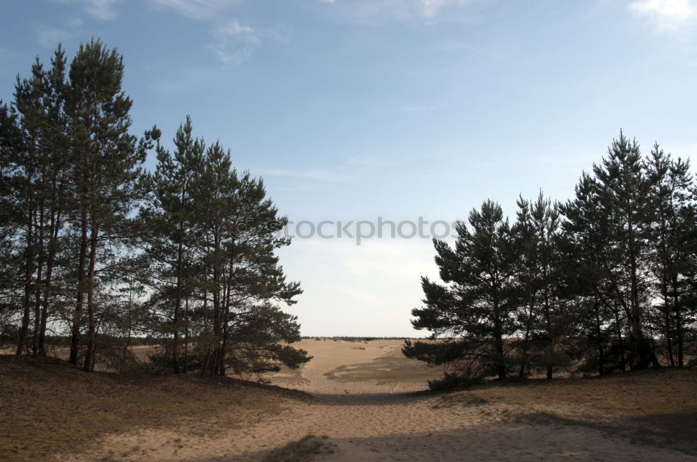 Similar – Coastal forest at the Baltic Sea