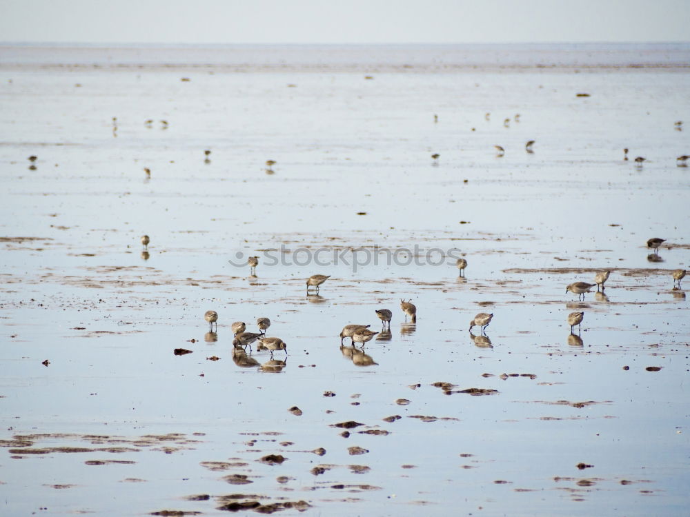 Similar – Seagulls on the beach of Binz, Island of Rügen