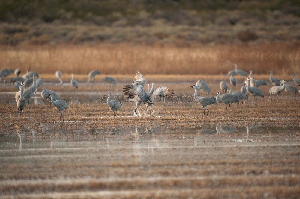 Similar – cranes Tree Field Animal