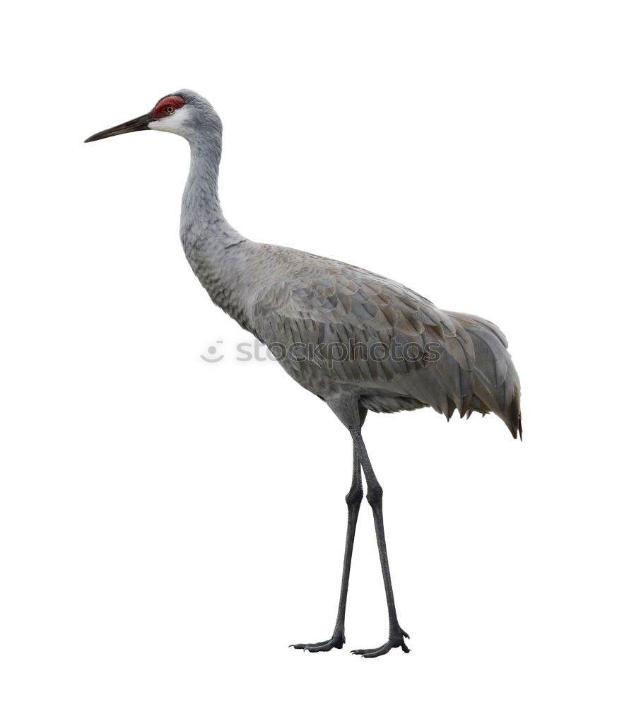 Image, Stock Photo stork with rattle Stork