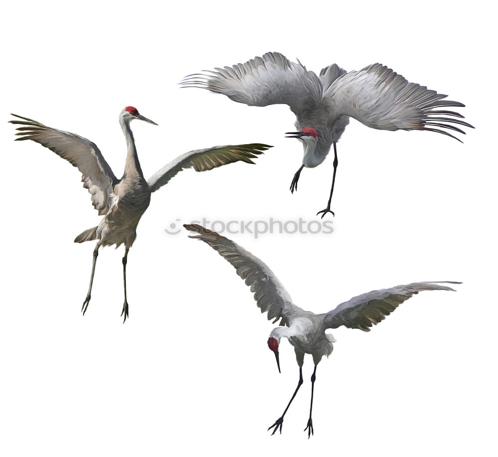 Similar – Image, Stock Photo Flying geese birds. Ink black and white drawing