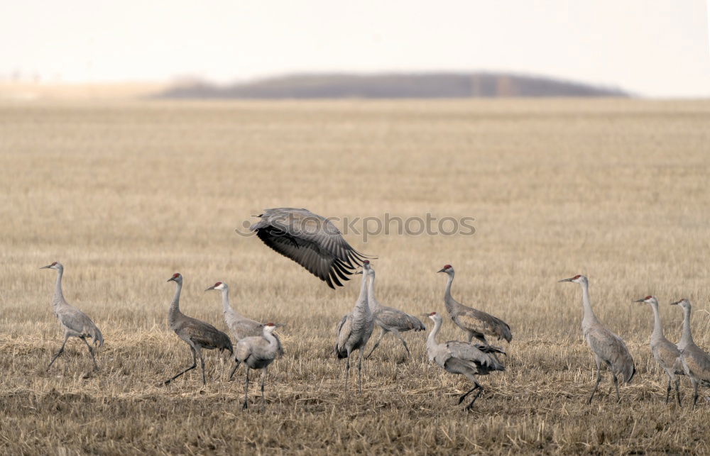 cleaning day Field Animal