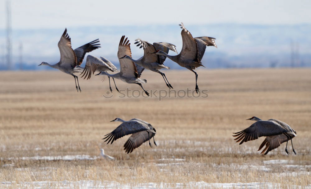 Similar – cleaning day Field Animal