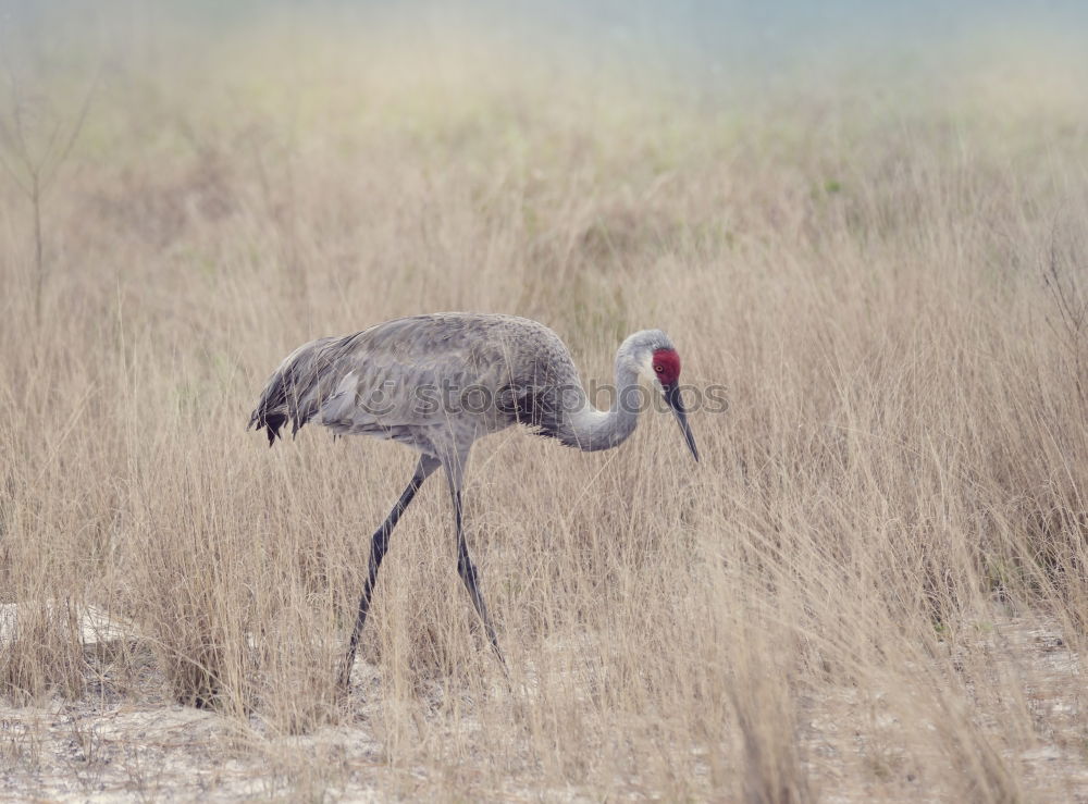 Stork with frog VIII