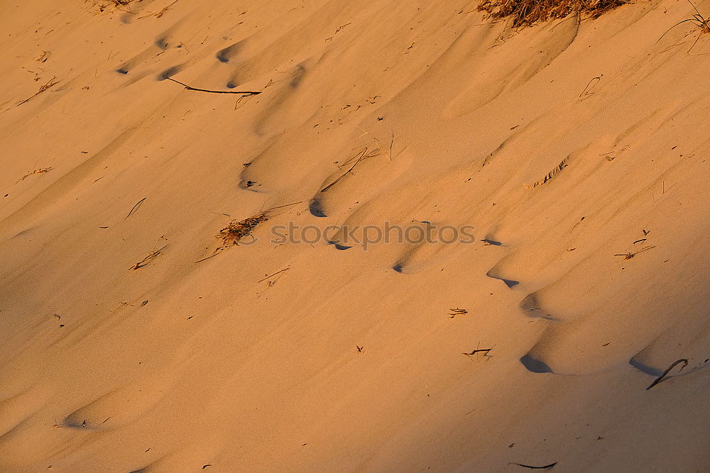 Similar – Tracks on the beach in Portugal