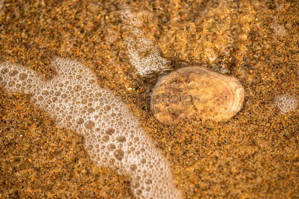 Similar – Foto Bild Jurassic Echsen Terrarium