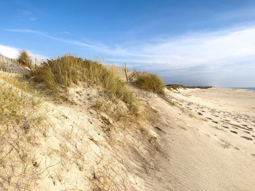 Similar – Image, Stock Photo Summer in the dunes