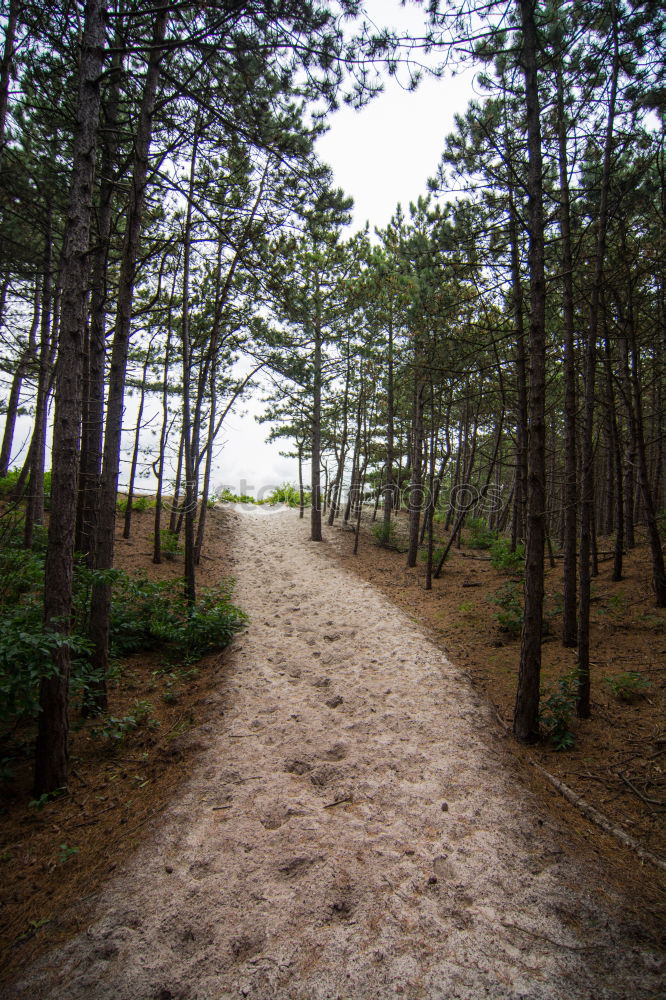 Similar – Auf dem Holzweg Ausflug