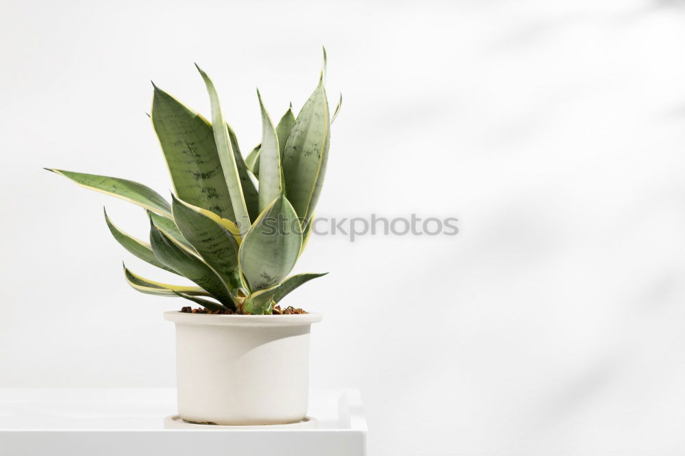 Similar – Aloe Vera plant in flower pot