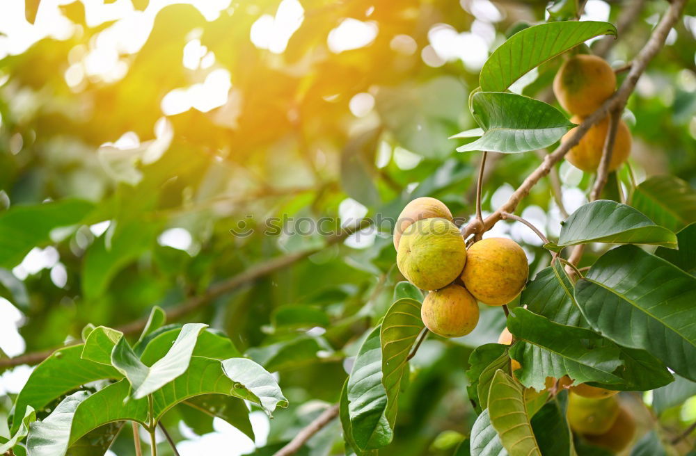 Similar – Persimmon trees. Fruit