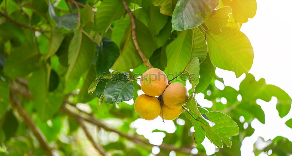 Similar – ripe mirabelles