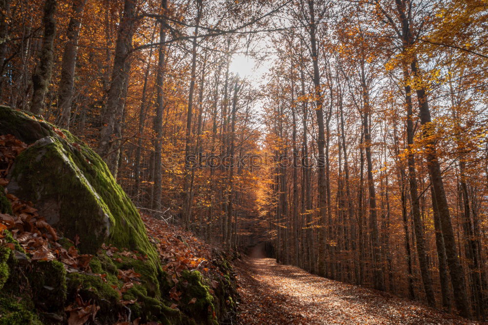 Similar – A girl walking through a forest of bare trees