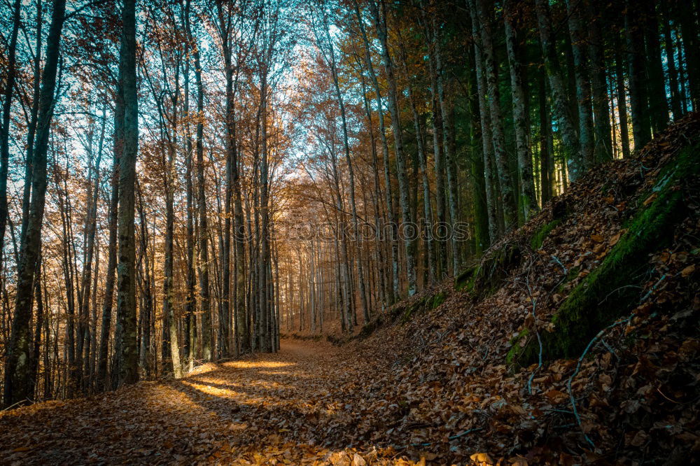 Similar – Image, Stock Photo A young woman from behind walking in an autumn forest.