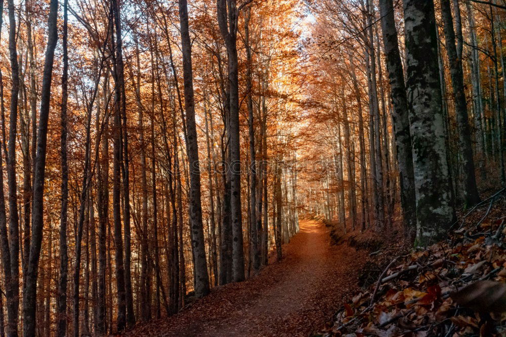 Similar – Multiple exposure forest and path