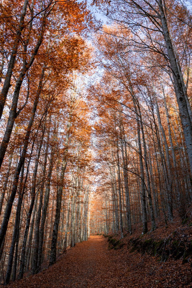 Similar – Image, Stock Photo Autumn Hiking Nature