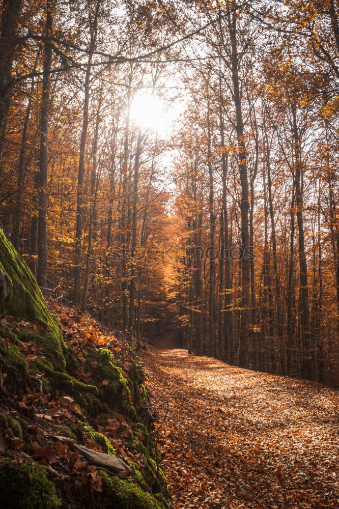 Similar – A girl walking through a forest of bare trees