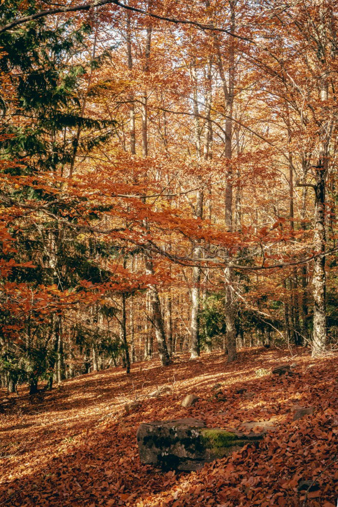 Similar – Image, Stock Photo forest path Well-being