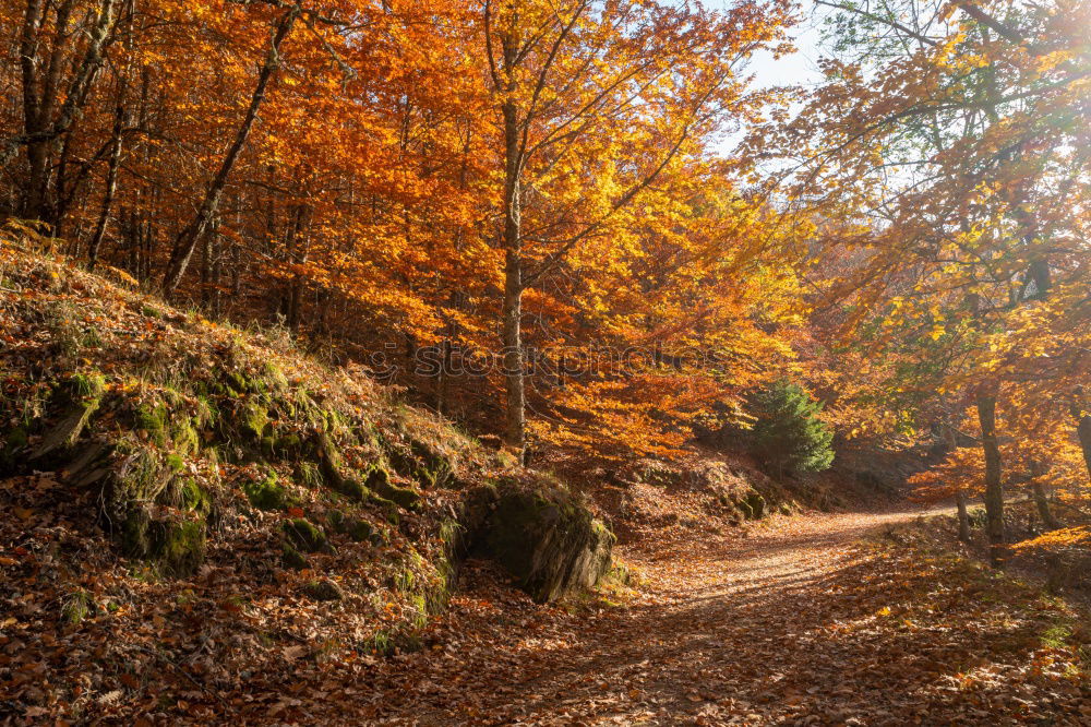 Similar – Image, Stock Photo Autumn park Beautiful