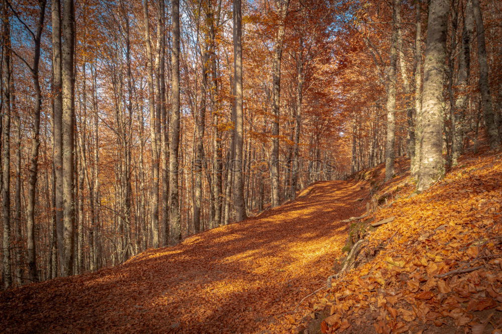 Golden Autumn Life