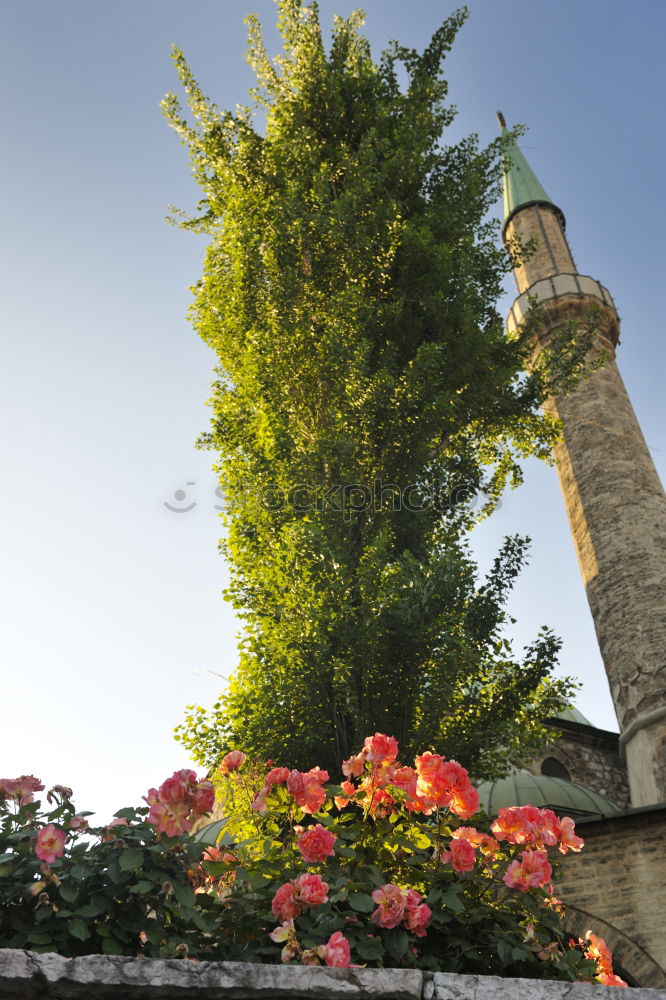 Similar – Image, Stock Photo Stuttgart in spring Nature