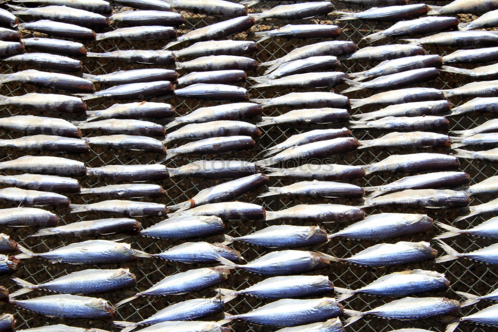 fresh fish Fishery Sardine