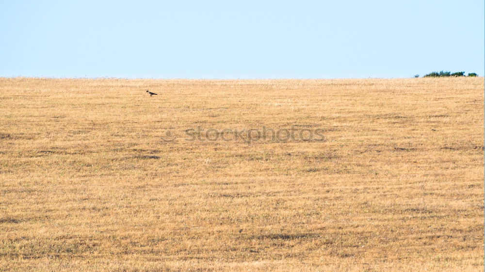 Similar – roe deer watching from wheat field