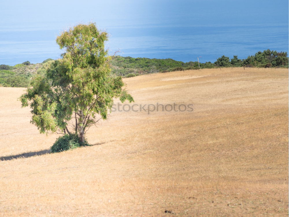 Similar – Pines offer shade on the beach in Sardinia