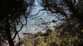 Similar – Image, Stock Photo View through a row of trees to water